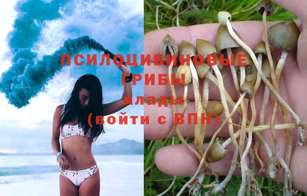 стаф Нефтегорск